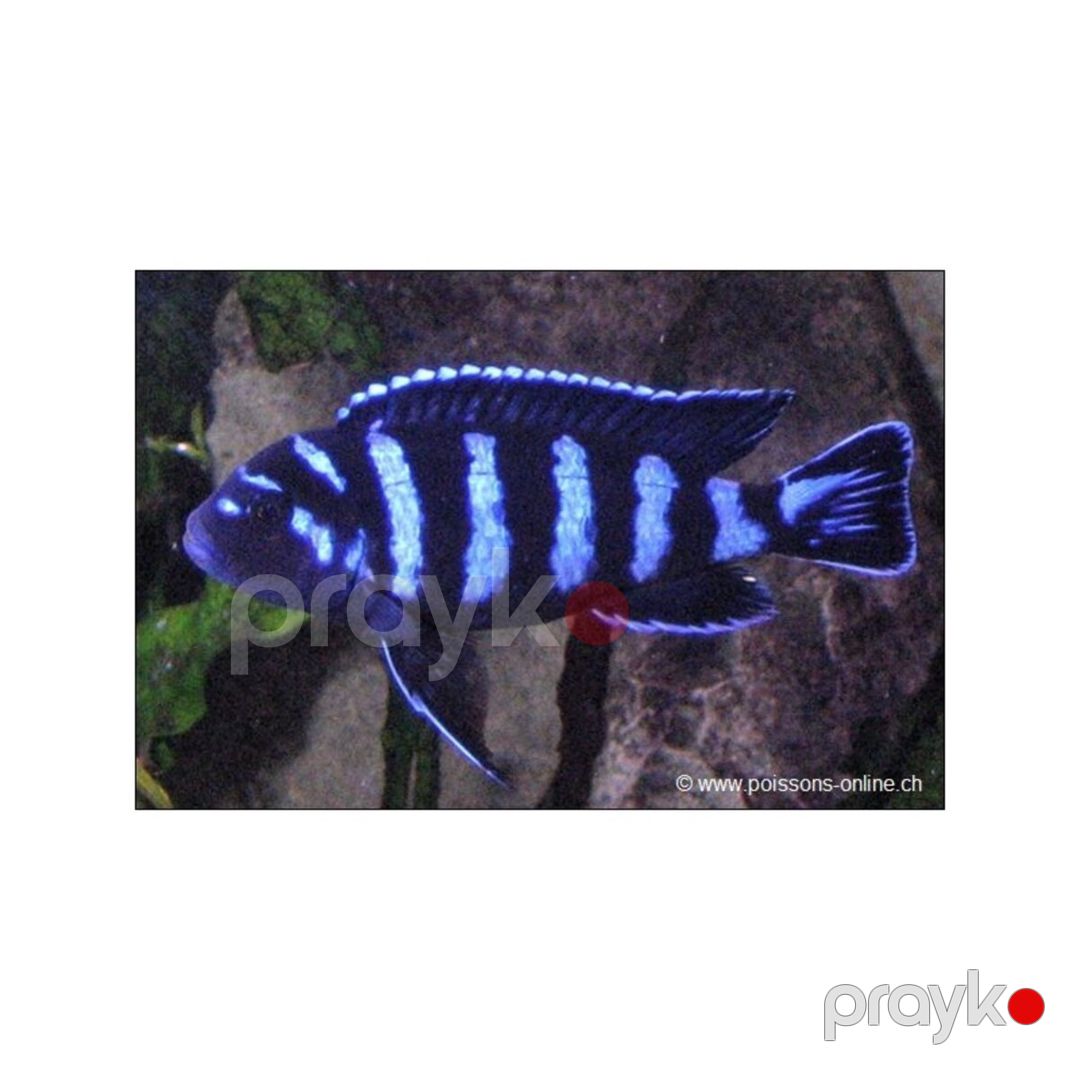Akvarium balıqları — Akvariumlar və balıqlar, Bakı (6)