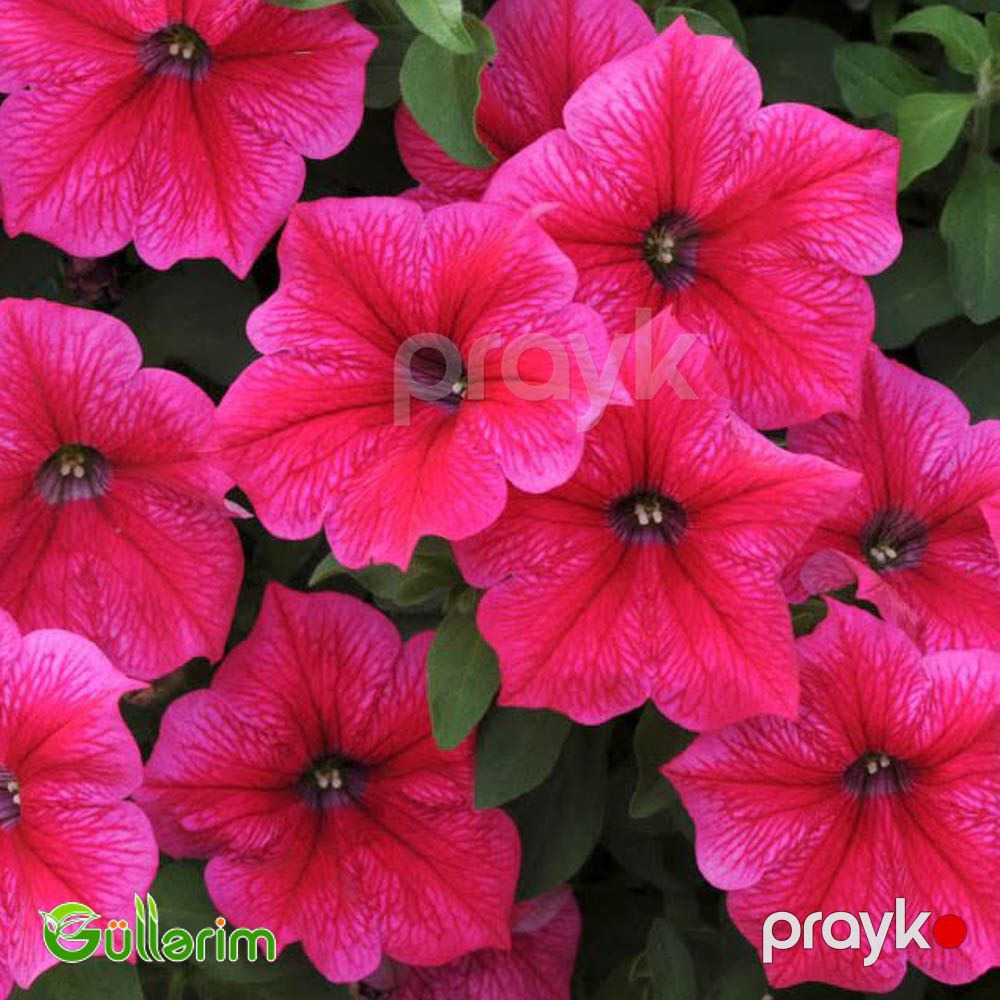 Petunya (Petunia) — Bitkilər, Bakı (2)