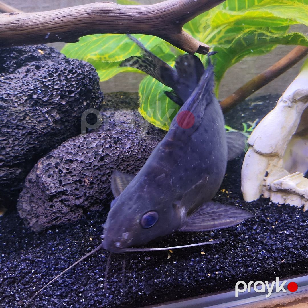 Synodontis Eupterus Pişik Balığı — Akvariumlar və balıqlar, Bakı (6)