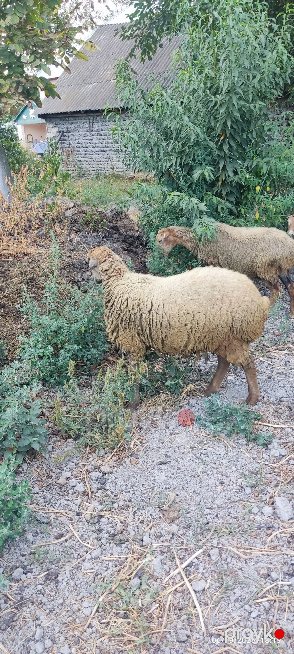 1 erkək və 2 dişi quzu satılır. razılaşma yolu ilə — Kənd təsərrüfatı heyvanları, Ucar (5)