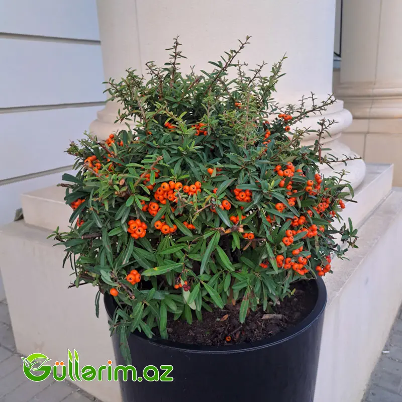 Pyracantha Orange (Atəşkol Ağacı) — Bitkilər, Bakı (2)