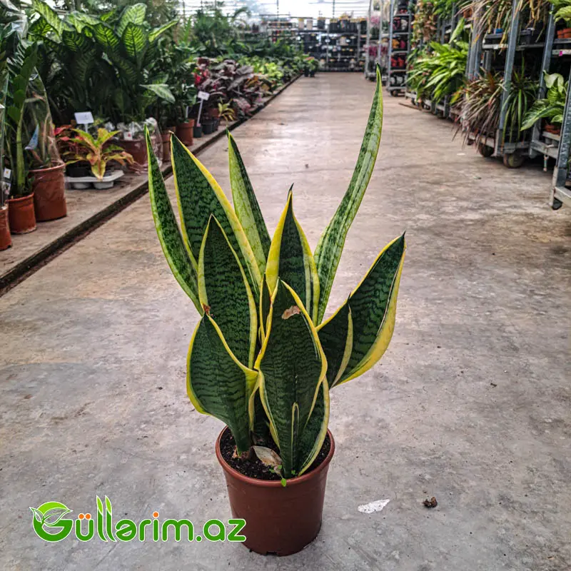 Sansevieria (Sansiveriya) — Bakı