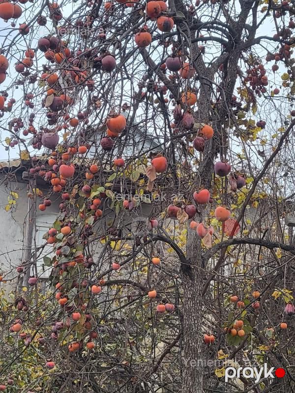 Satılır 3 otaqlı Həyət evi / Villa, 78 m², Bərdə — Ev, villa, Bərdə (8)