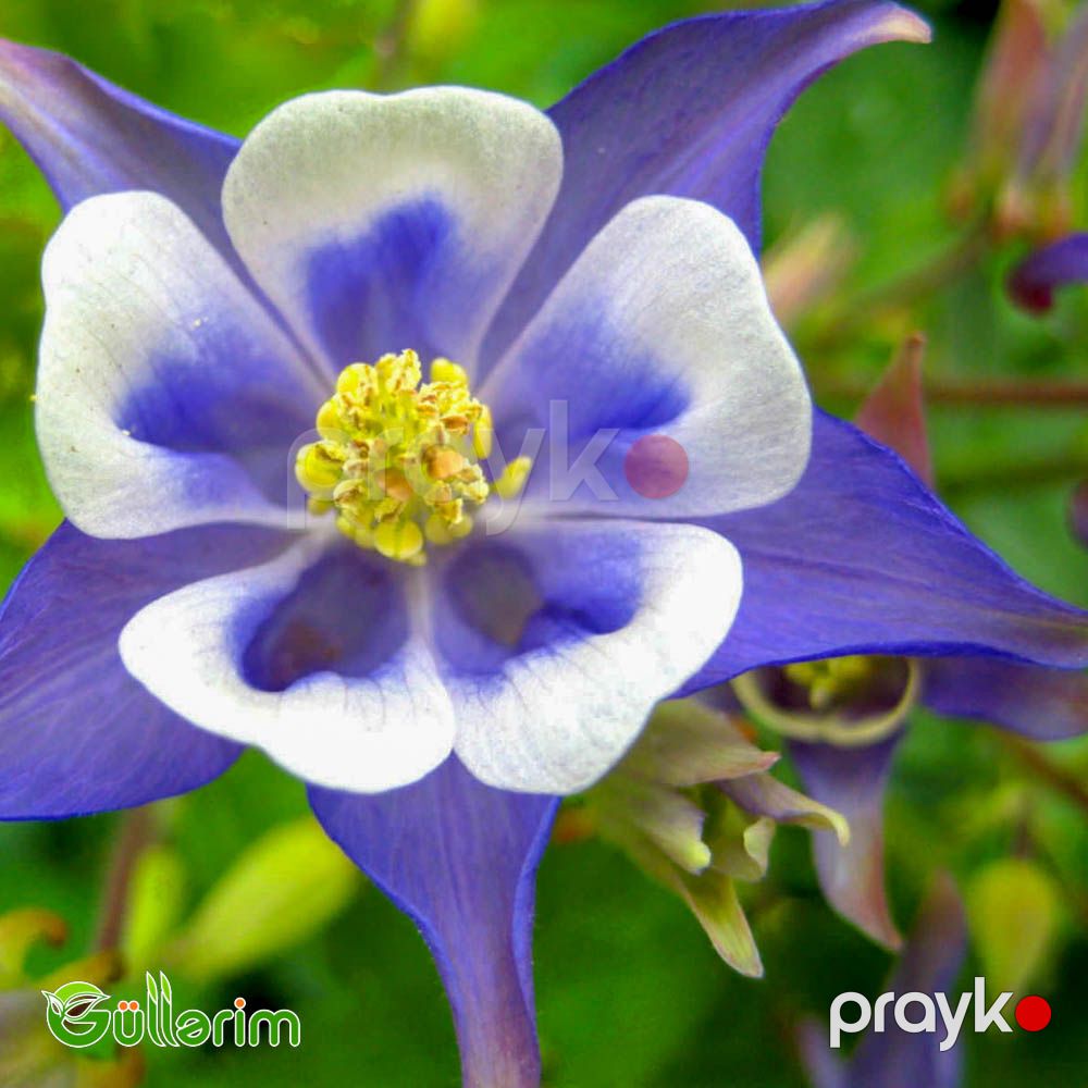 Akvilegiya (Aquilegia vulgaris) — Bitkilər, Bakı (3)