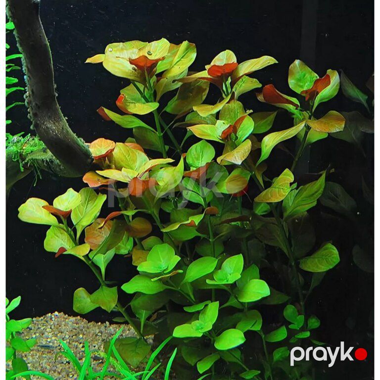 Akvarium bitkiləri — Akvariumlar və balıqlar, Xırdalan