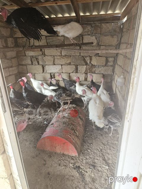Hinduşka — Bakı