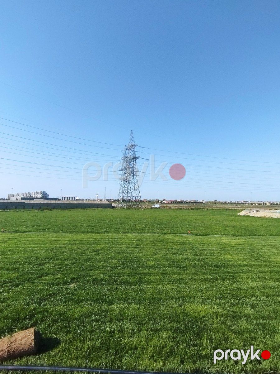 Qazon — Bitkilər, Bakı (4)