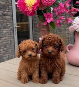 Toy pudel, 2 ay, Dişi, peyvəndli — Maqo — Dogs
