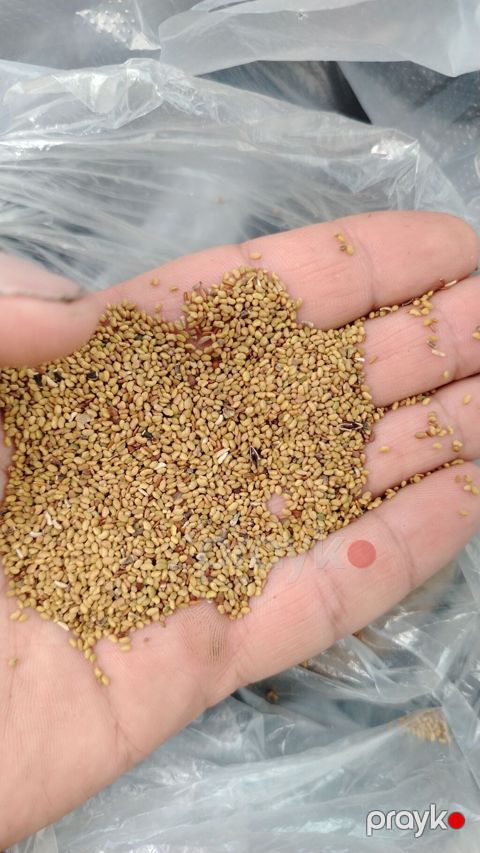 Yonca toxumu - Növ: Yonca (Medicago sativa) toxumu - Dən ölçüsü — Mingəçevir