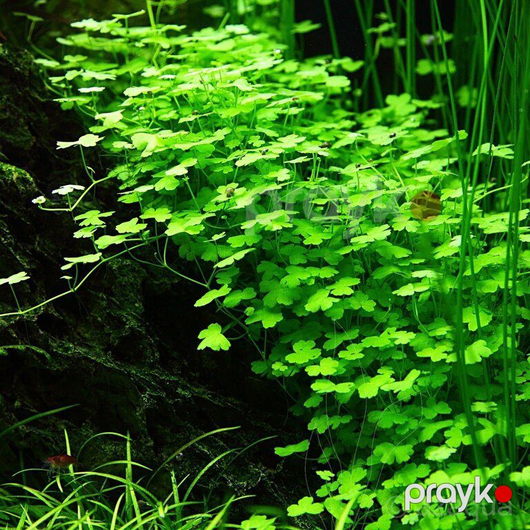 Akvarium bitkiləri — Akvariumlar və balıqlar, Xırdalan (9)