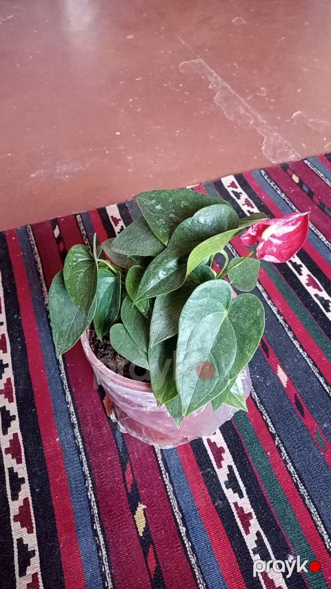 Anthurium (qırmızı çiçəkli) otaq bitkisi - Növ: Anthurium andreanum — Bakı