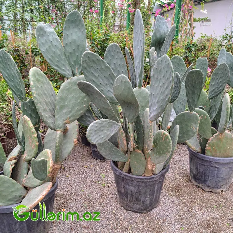 Opuntia Big Form (Nopal Kaktusu) – İri Dekorativ Kaktus — Bitkilər, Bakı (3)