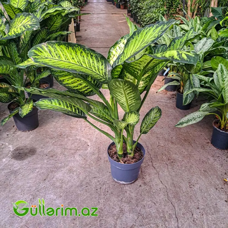 Dieffenbachia – Difenbaxiya — Bakı