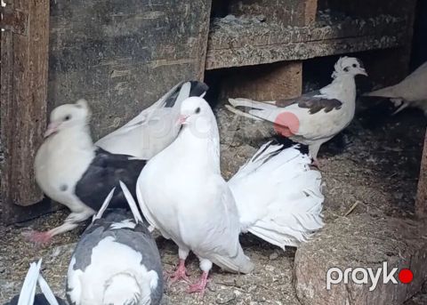 Sağlam pavlinlerdi ikiside mayadi bala veren quslardi — Xızı