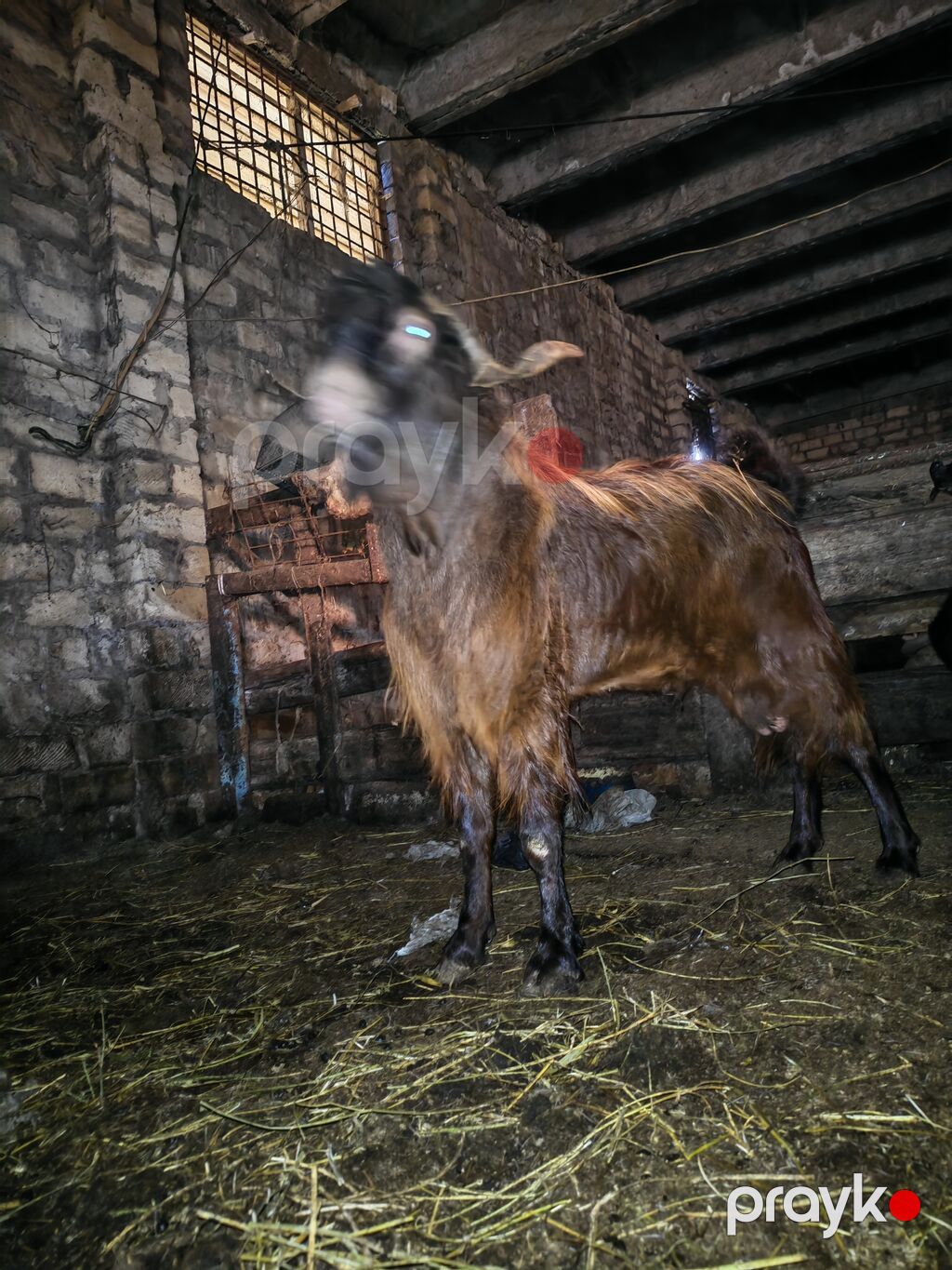 Erkək, il: 2, Damazlıq — Kənd təsərrüfatı heyvanları, Sumqayıt (3)