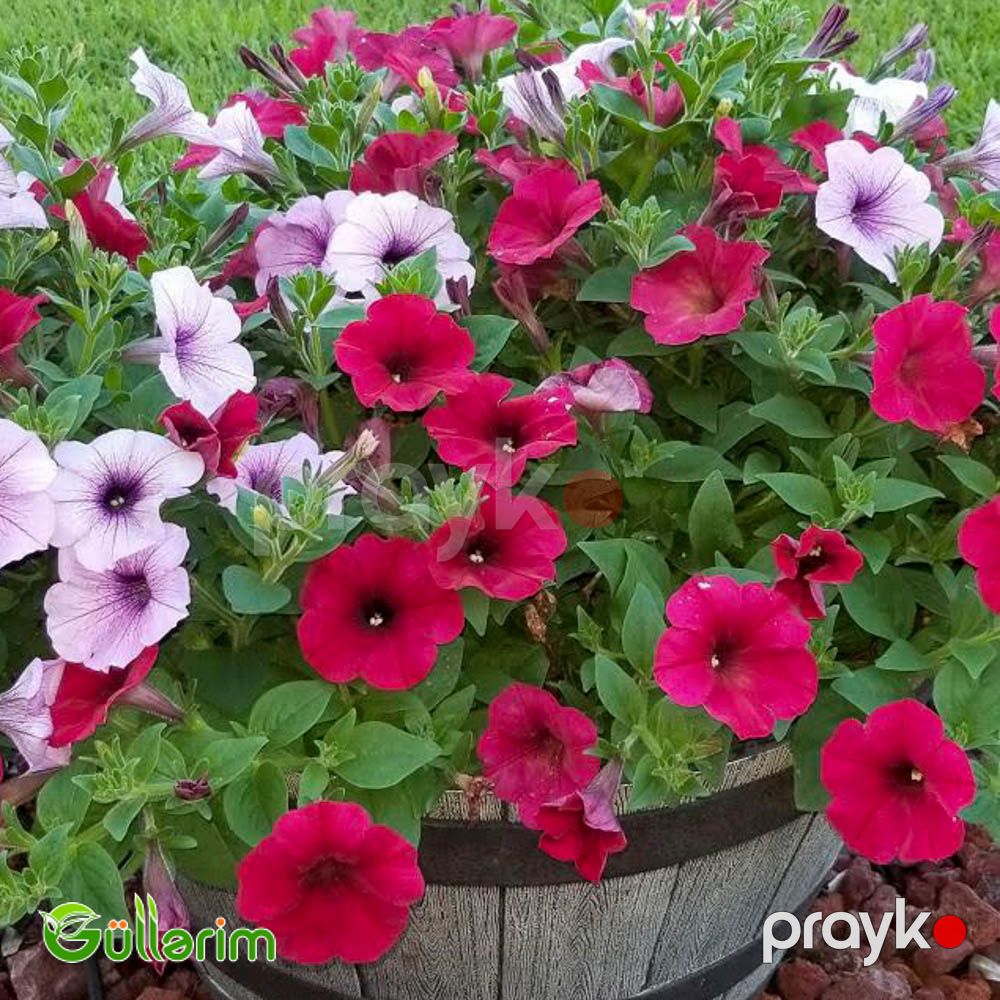 Petunya (Petunia) — Bitkilər, Bakı (5)
