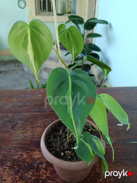 Philodendron Brasil — Xırdalan