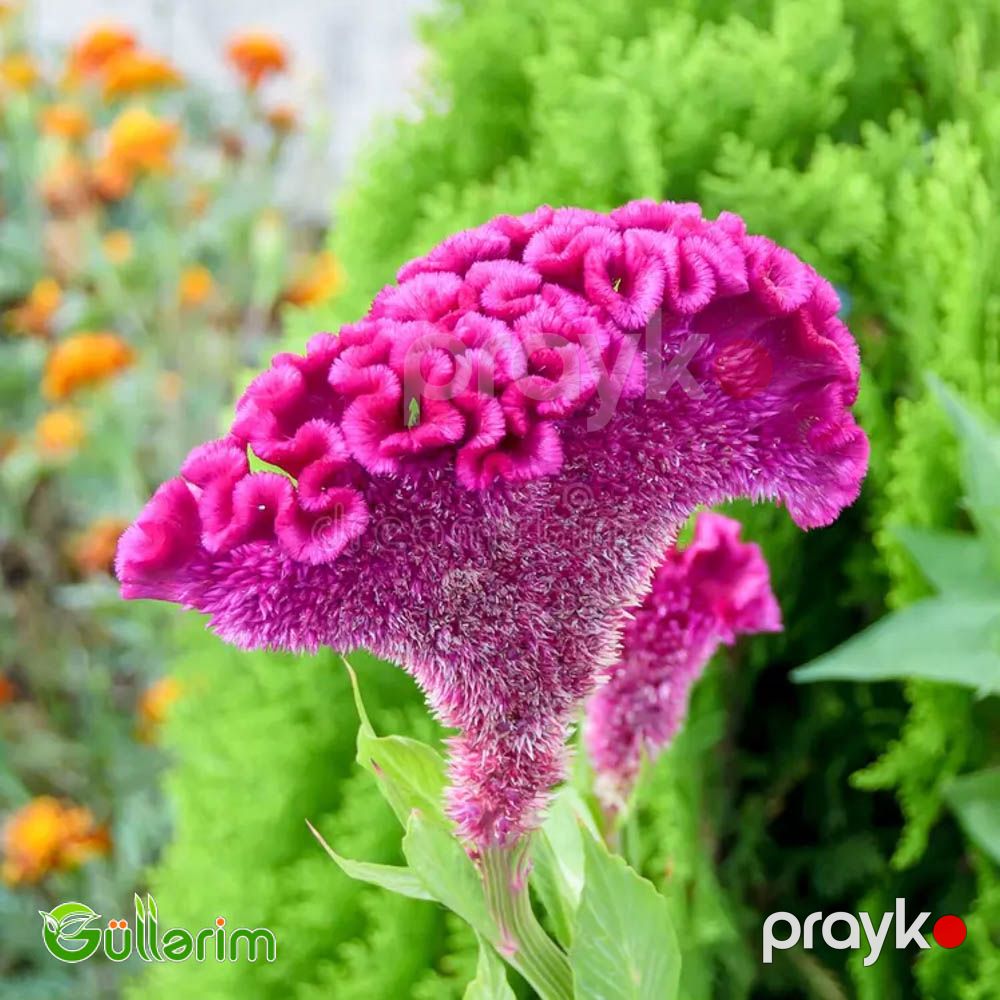 Xoruz pipiyi - (Celosia cristata) — Bitkilər, Bakı (3)