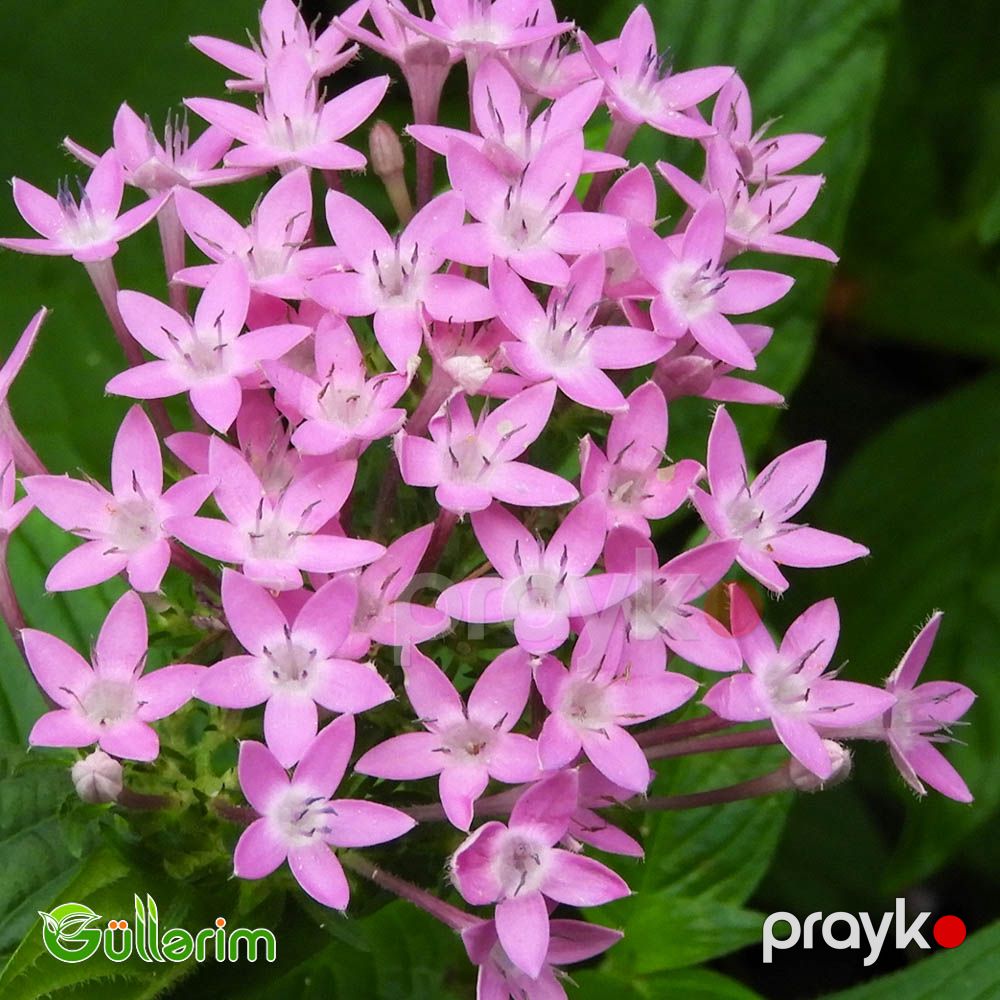 Pentas (Pentas lanceolata) — Bitkilər, Bakı (4)