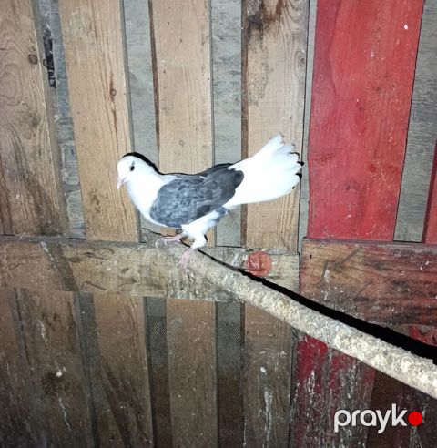 Sağlam goyercinlerdi içinde ağ quyriqda var iki denesi pavlinnan — Bakı