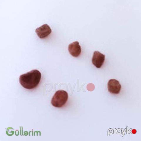Siklamen (Cyclamen)