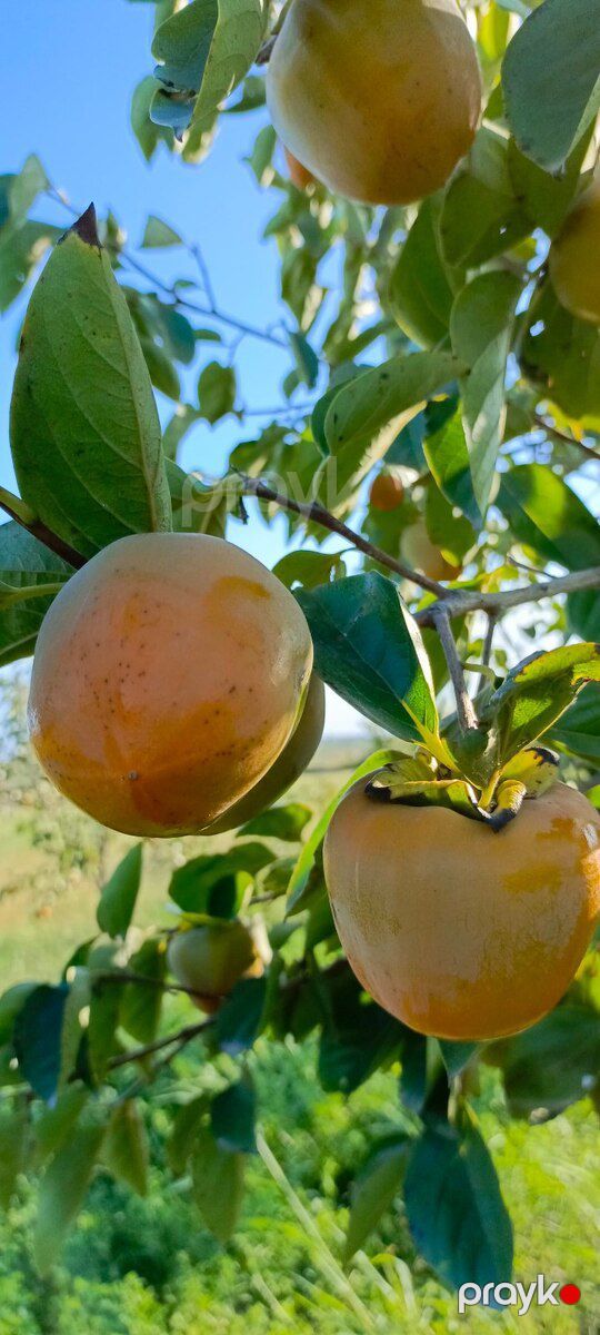 243 sot torpaq sahəsi, Mingəçevir ş — Torpaq, Mingəçevir (12)