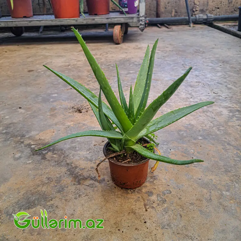 Aloe Vera — Goods