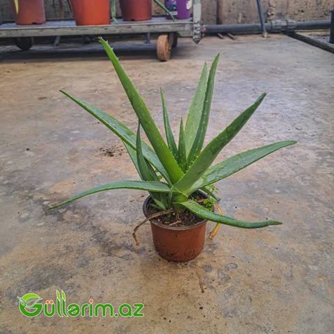 Aloe Vera — Oʻsimliklar