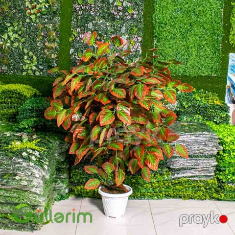 Süni Kroton (Croton) Bitkisi — Bakı