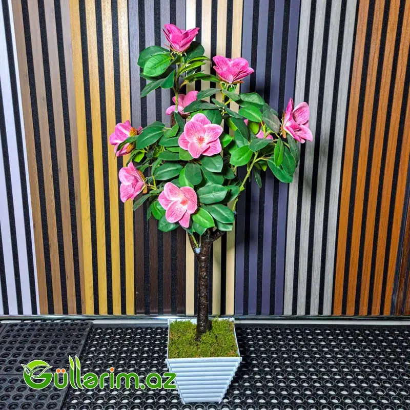 Süni Kamelya (Camellia) — Bakı