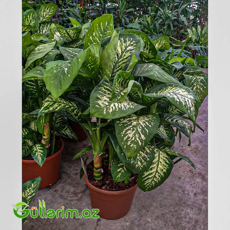 Dieffenbachia – Difenbaxiya — Mallar