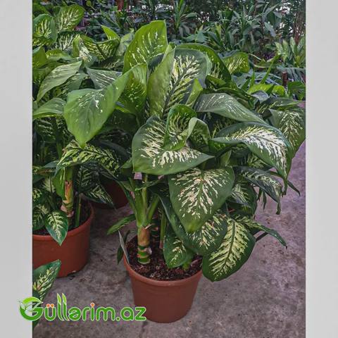 Dieffenbachia – Difenbaxiya — Oʻsimliklar