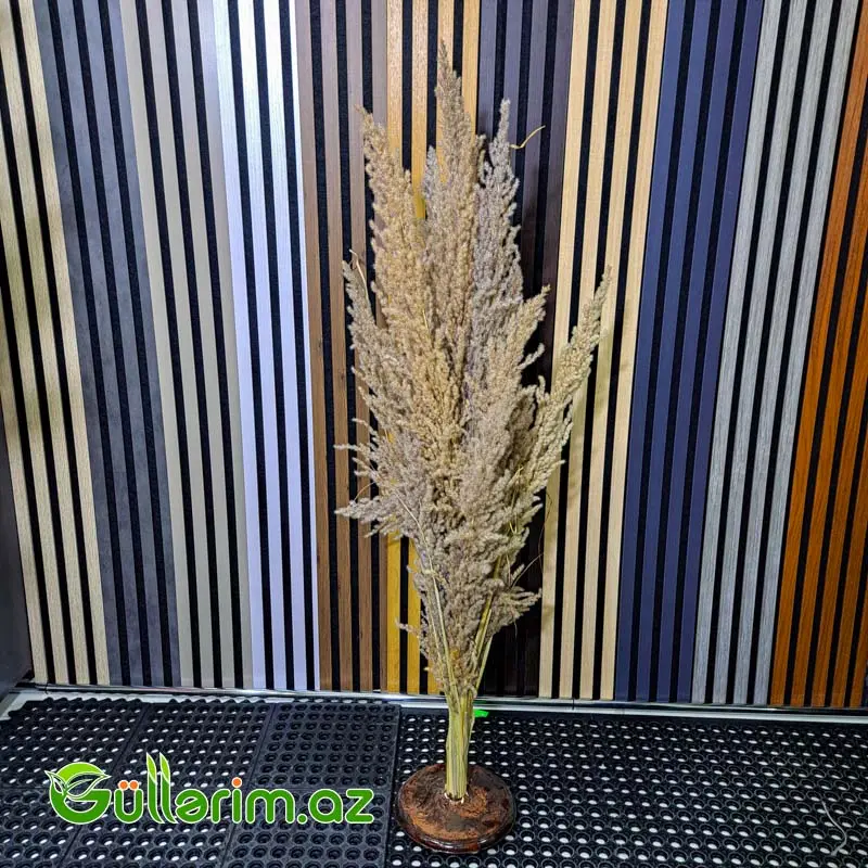 Süni Pampas Otu (Pampas Grass) — Bakı