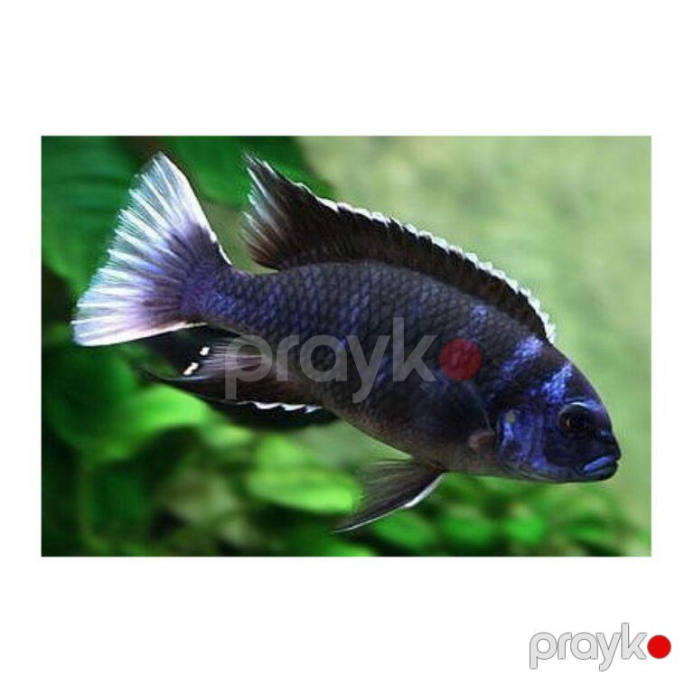 Akvarium balıqları — Akvariumlar və balıqlar, Bakı (2)