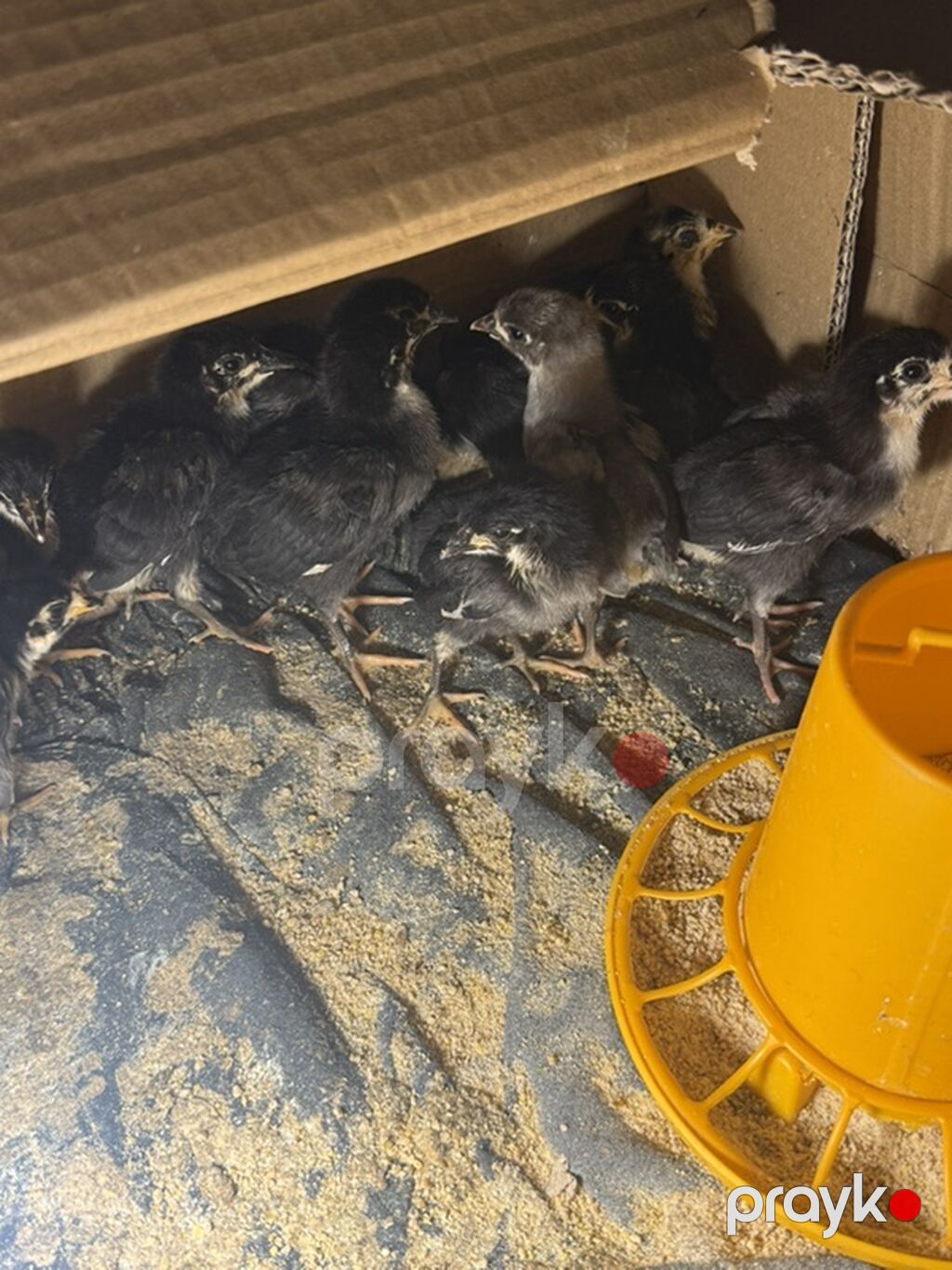 Toyuq cücələri, Damazlıq, Ünvandan götürmə, Ödənişli çatdırılma — Toyuq və xoruz, Digah (3)