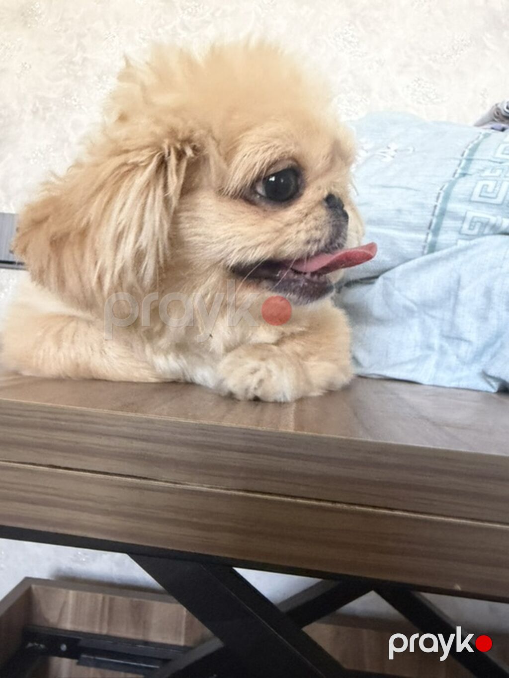 Pekines, 6 ay, Erkək, Peyvəndli, Ünvandan götürmə — Köpəklər, Digah (2)