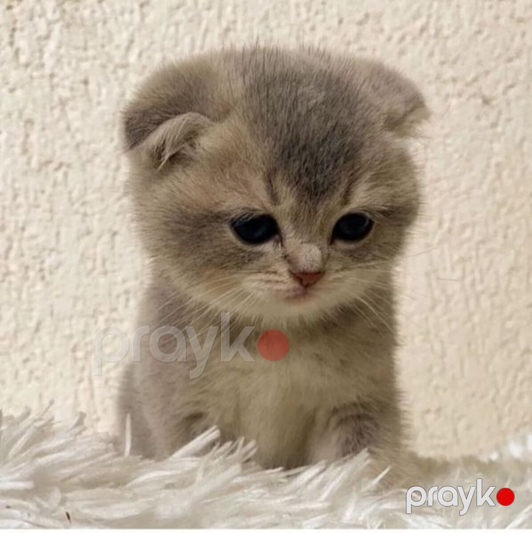 Шотландские котята — Pişiklər, Bakı (7)