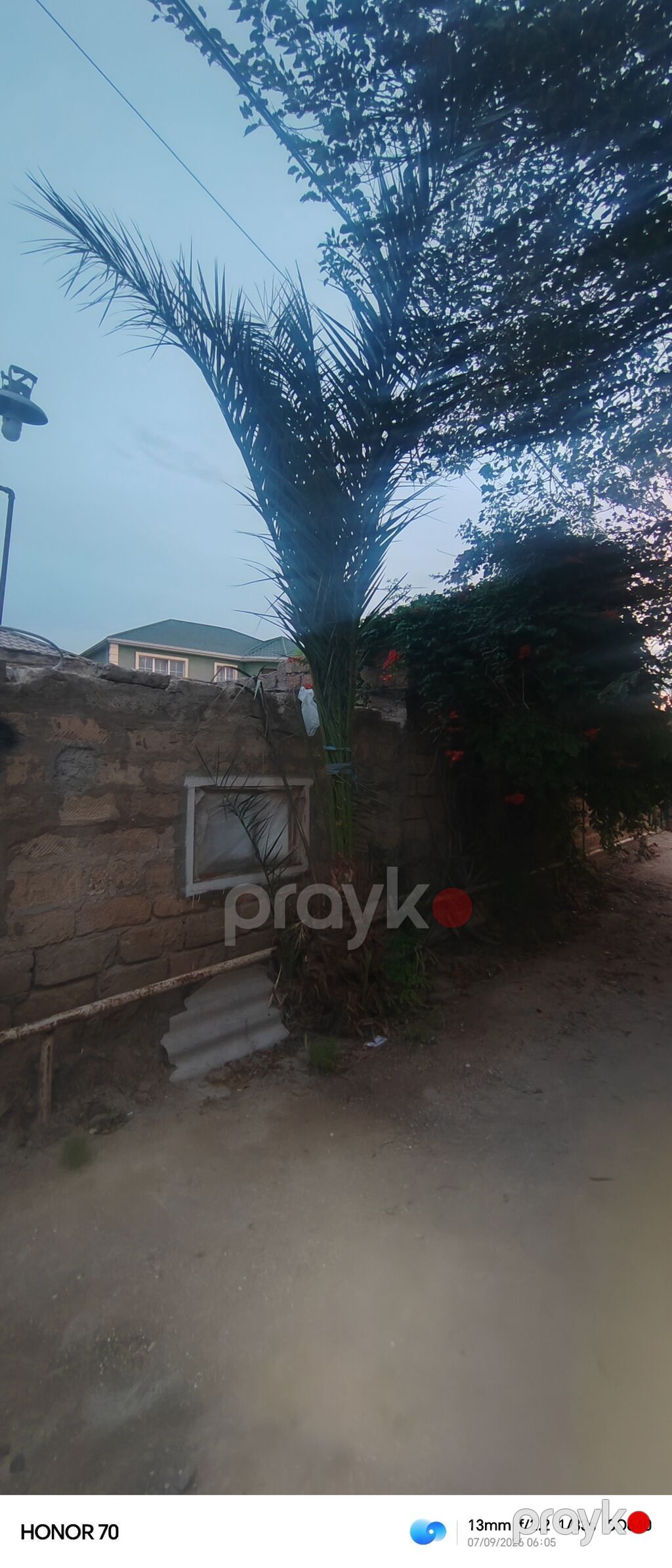 Xurma xurması (palma ağacı) – iri ölçülü dekorativ ağac - Növ: Xurma — Ağaclar və fidan, Digah (7)