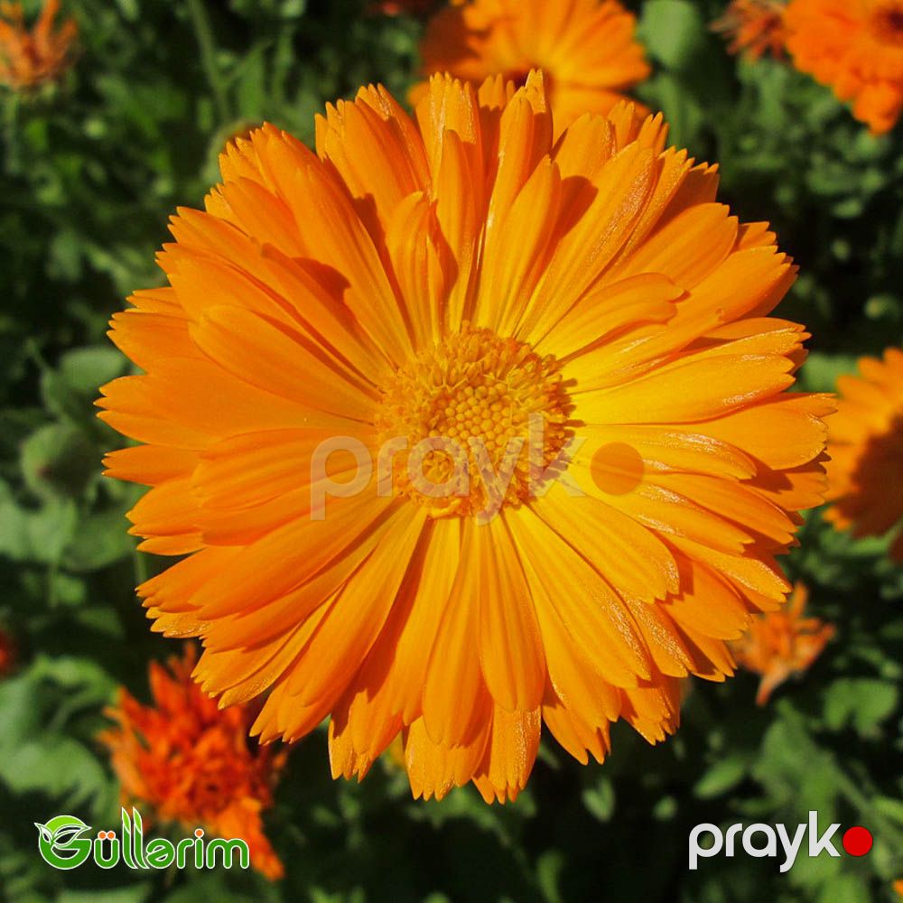 Calendula (Calendula officinalis) — Bitkilər, Bakı (2)