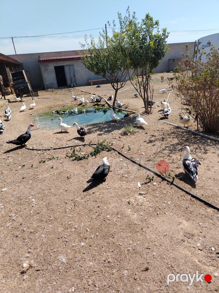 Lal ördək — Quşlar, Bakı (11)