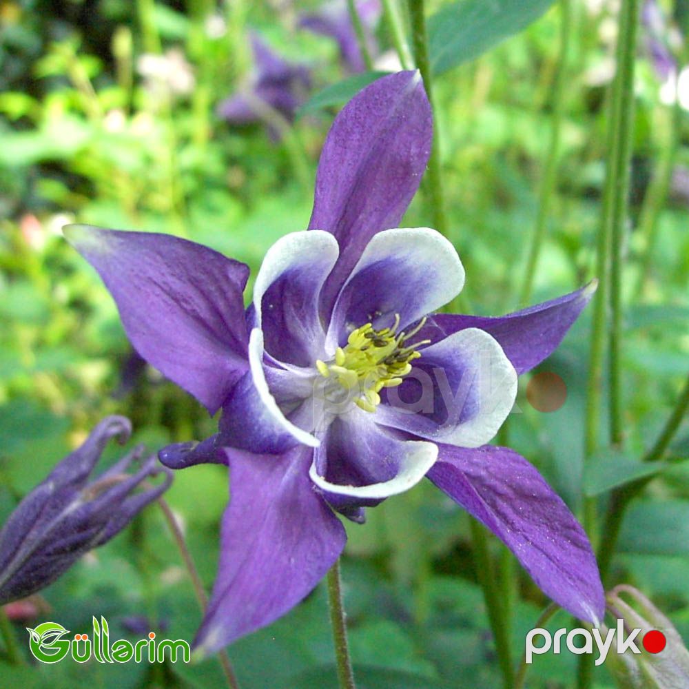 Akvilegiya (Aquilegia vulgaris) — Bitkilər, Bakı (2)