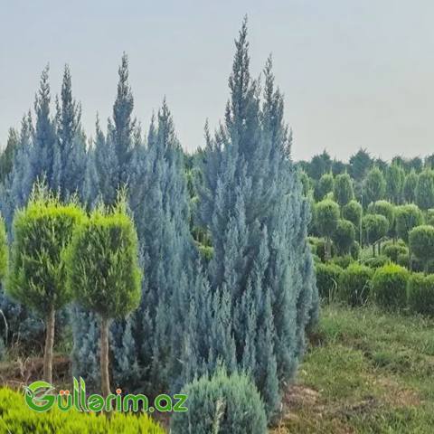 Göy Ardıc — Plants