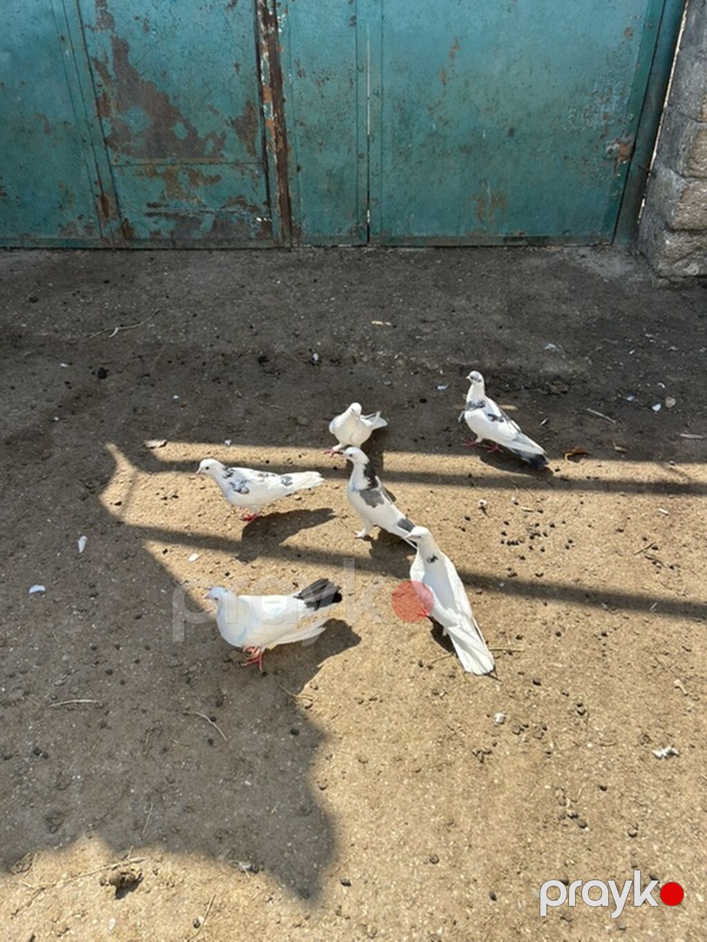 Salam 6 dene niwanli heyvanlardi — Göyərçin, Bakı (2)