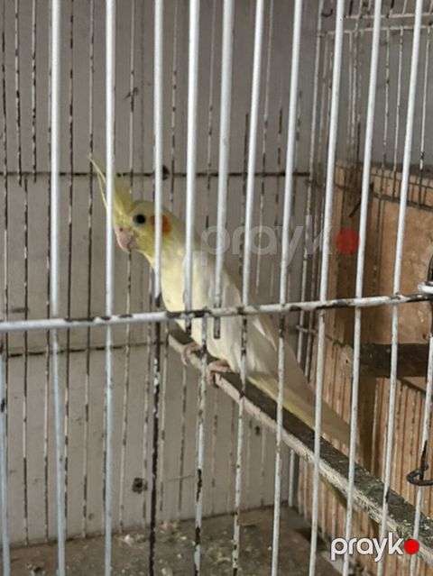 Nymph paraket (cockatiel) – ağ-sarı rəng çaları, yanaqlarda narıncı — Digah