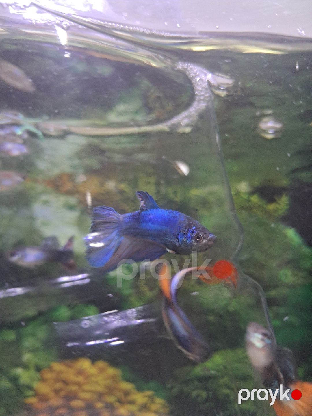 Betta balığı — Akvariumlar və balıqlar, Bakı (6)