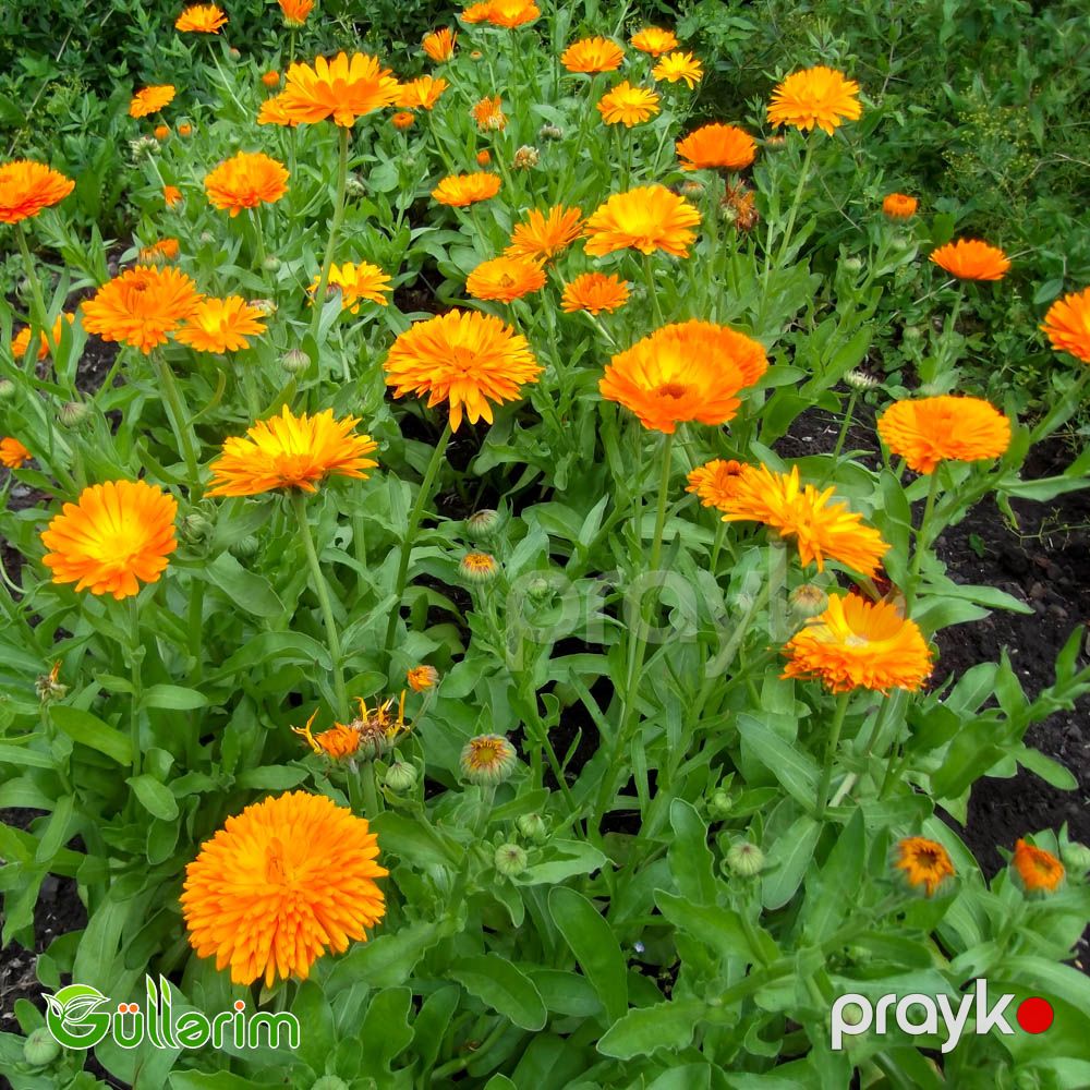 Calendula (Calendula officinalis) — Bitkilər, Bakı (5)