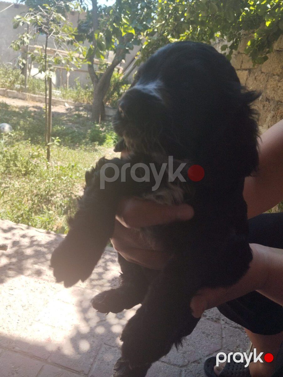 Koker Spaniel balaları — Köpəklər, Bakı (5)