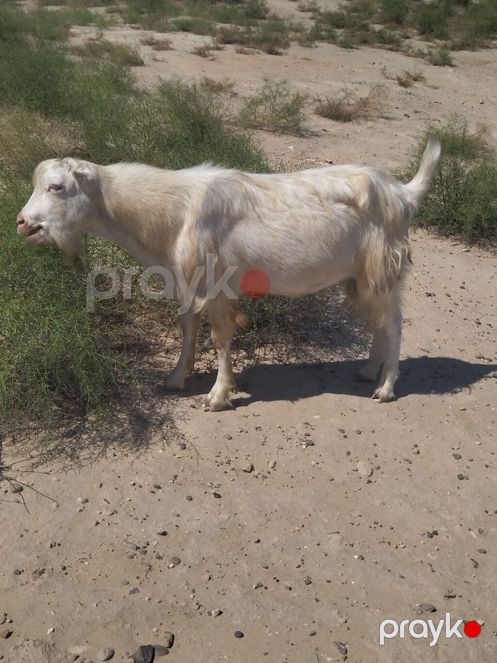 Erkək, il: 1, Damazlıq, Ünvandan götürmə — Kənd təsərrüfatı heyvanları, Digah (3)