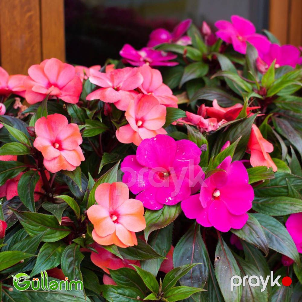 Balsamin (Impatiens walleriana) — Bitkilər, Bakı (2)