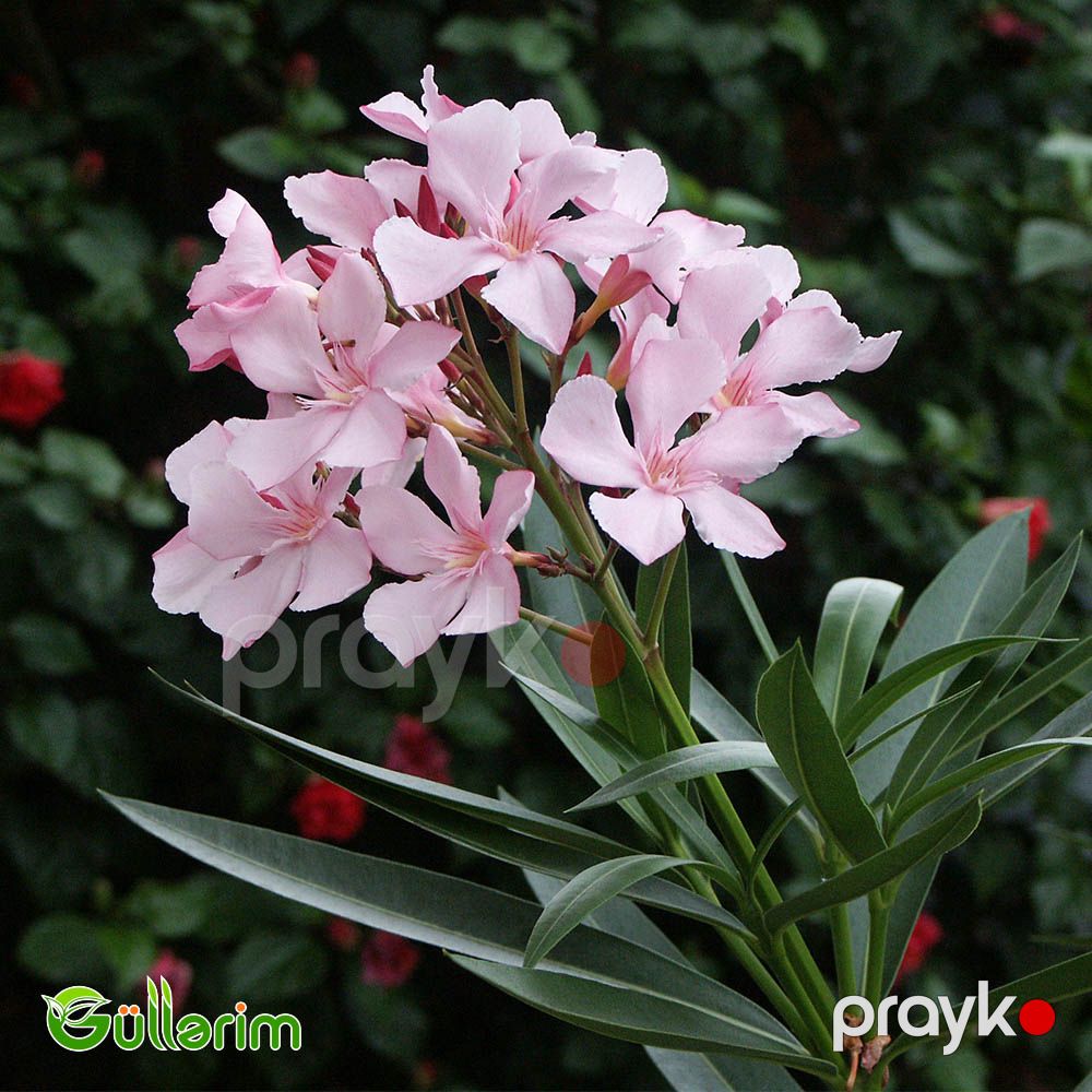 Oleandr (Nerium oleander) — Bitkilər, Bakı (2)